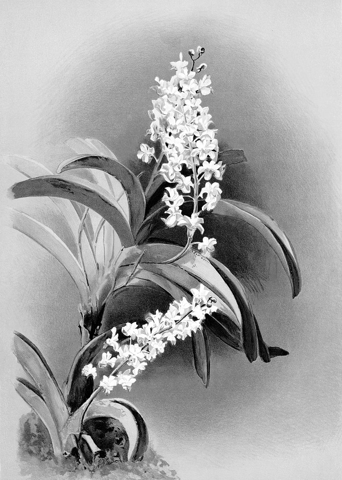 Orchids 1894 Black White