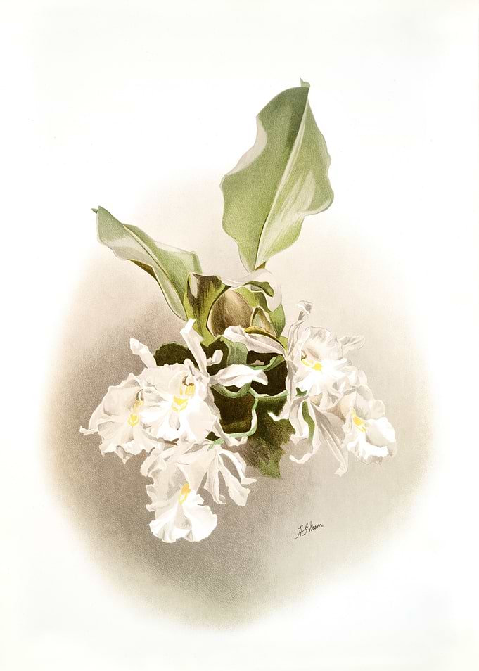 Trischopilia Suavis Alba