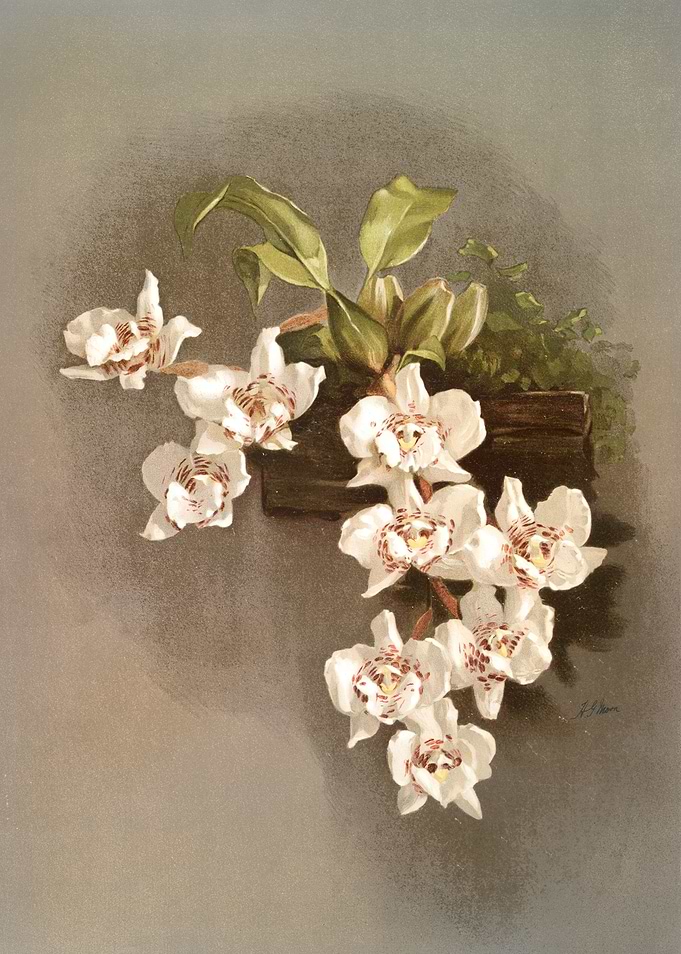 Odontoglossum Cervantesii