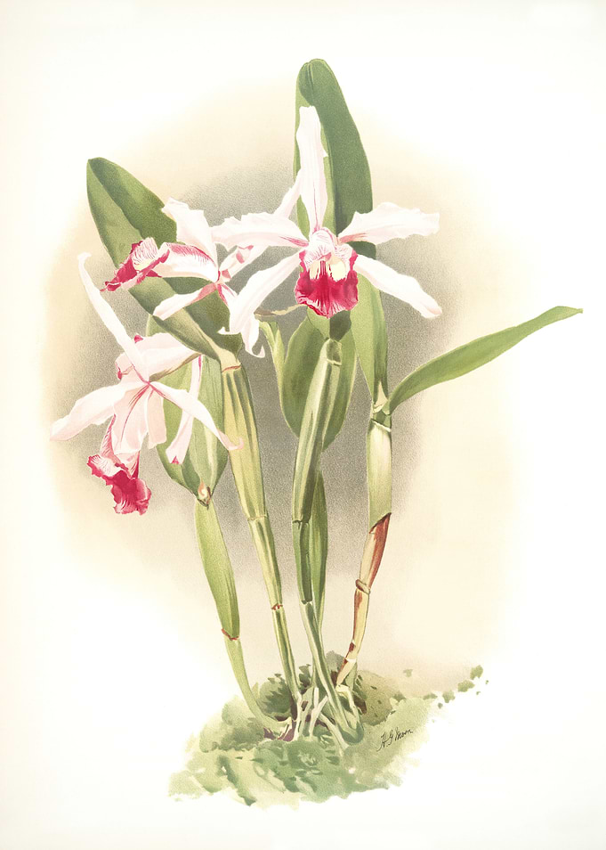 Laelia Elegans Schillerian