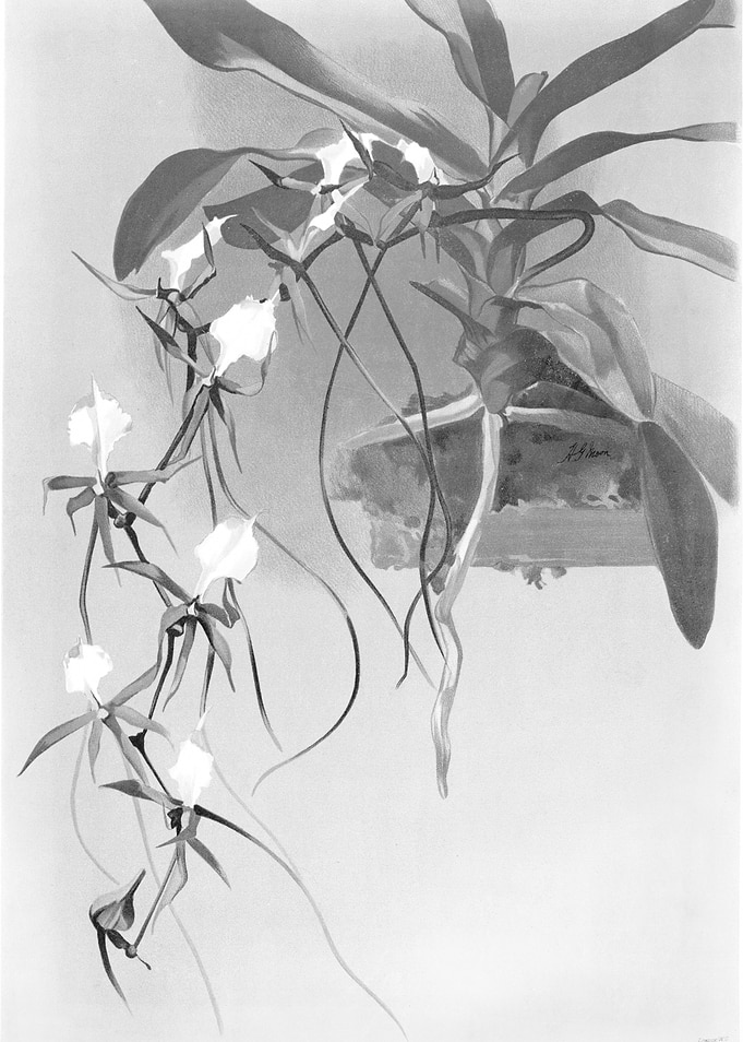 Orchids 1894 Black White