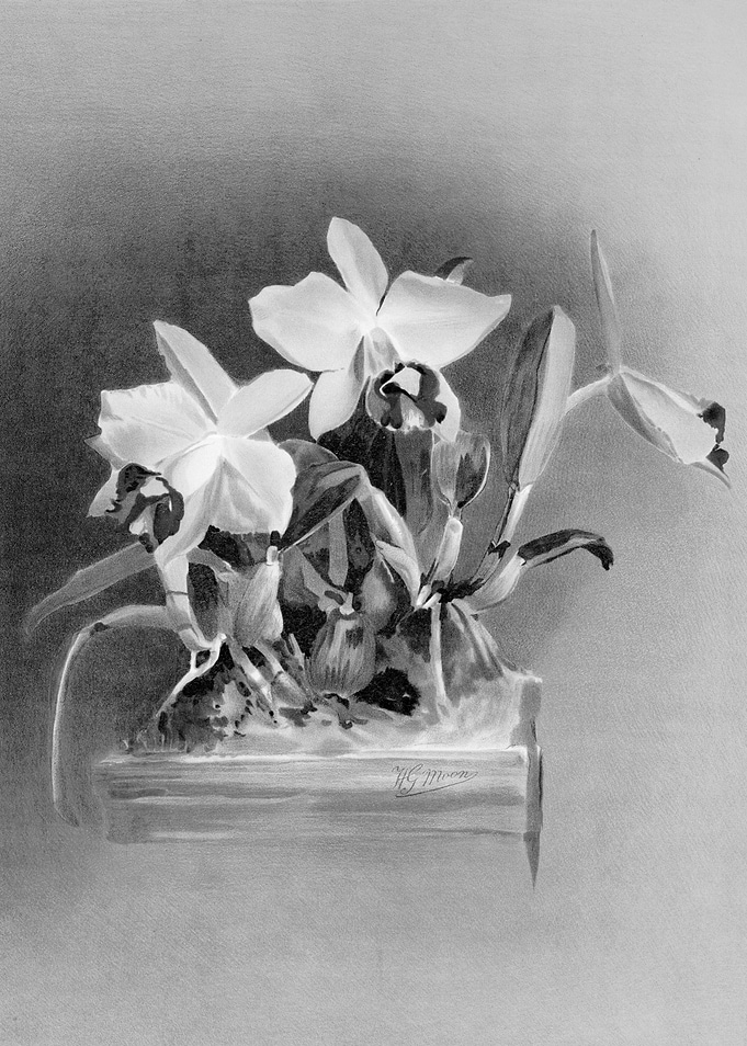 Orchids 1894 Black White