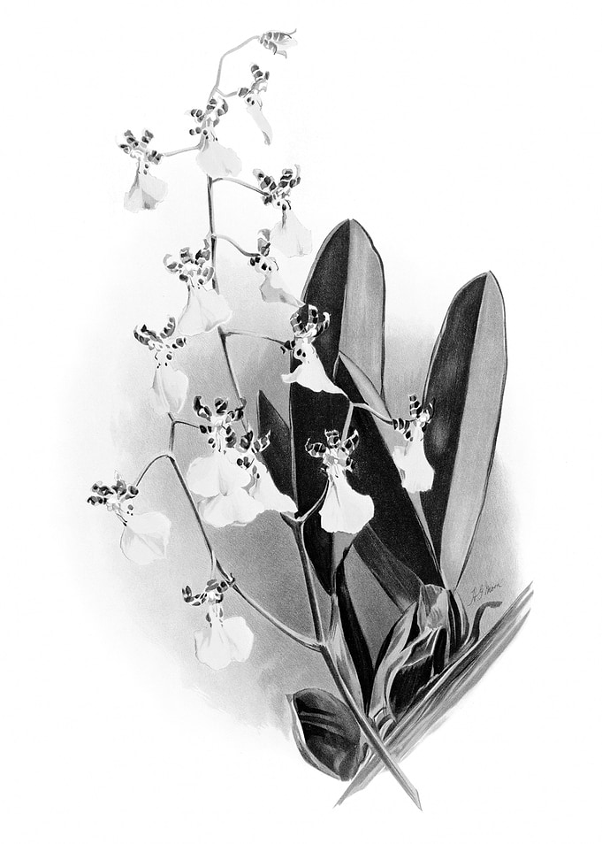 Orchids 1894 Black White