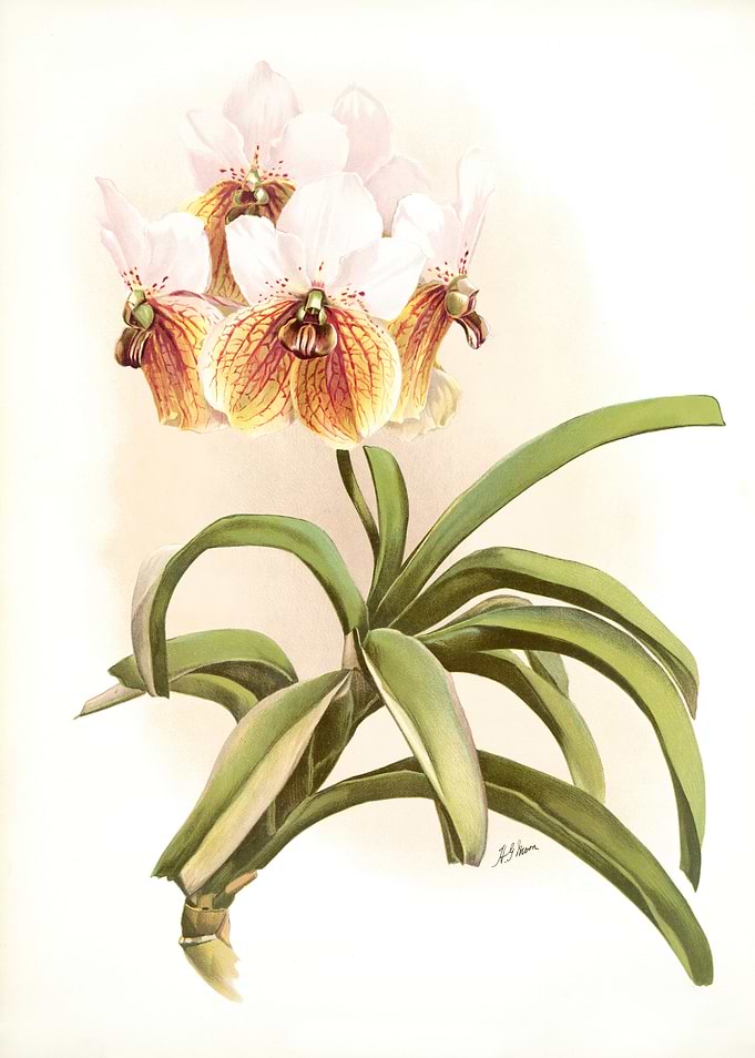 Vanda Sanderiana