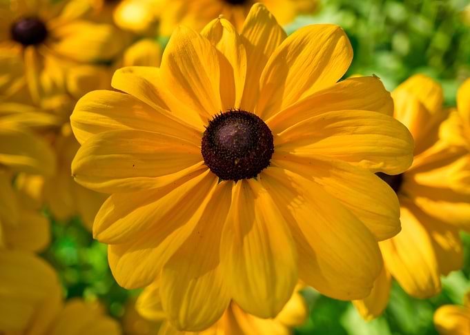 Fluffy Black Eyed Susan