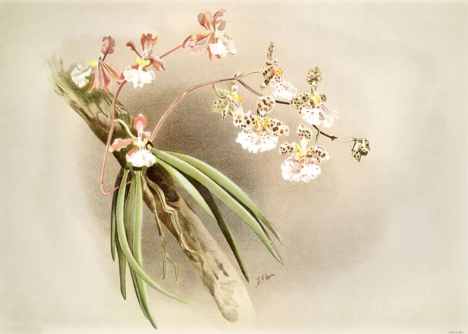 Oncidium Jonesianum