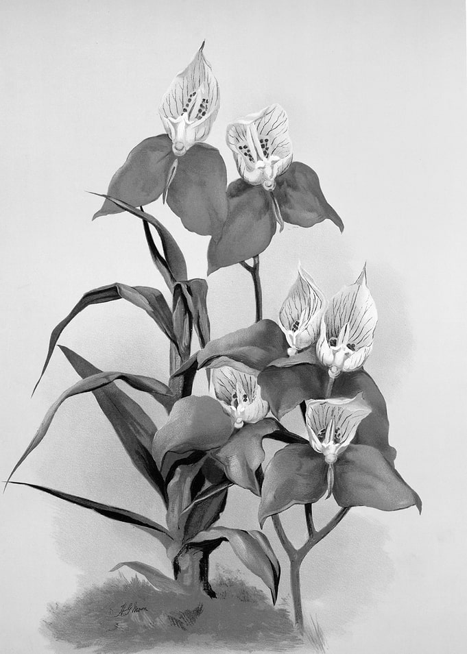 Orchids 1894 Black White