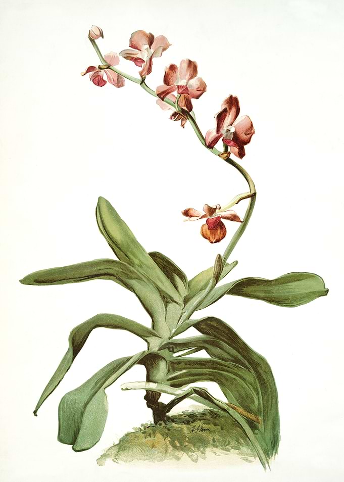 Marriotts Phalaenopsis