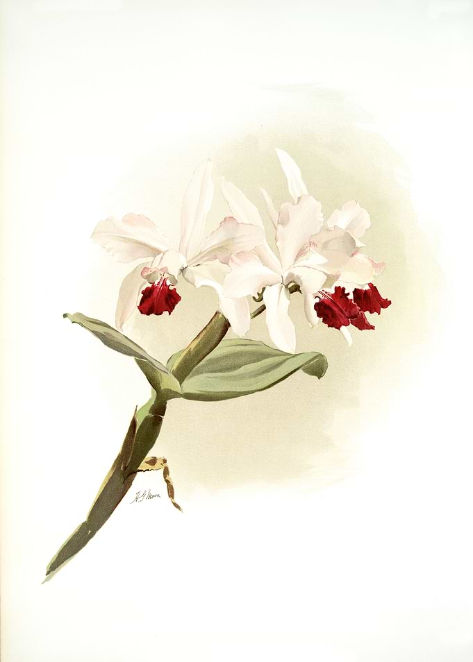 Laelia Hybrida Behrensiana