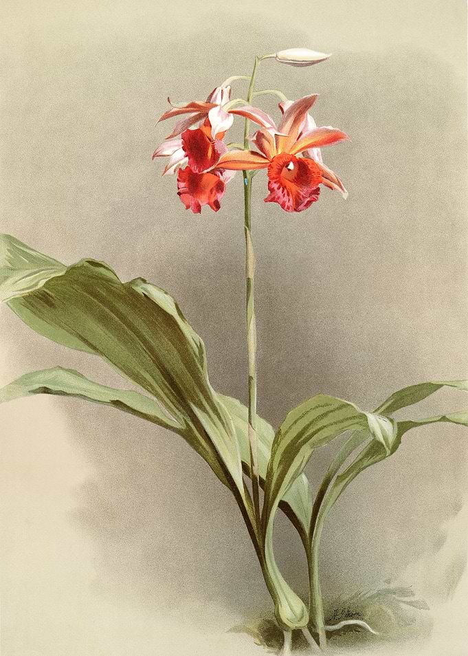 Phaius Hybridus Cooksonii