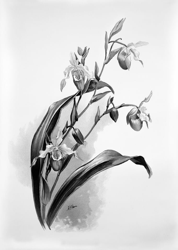 Orchids 1894 Black White