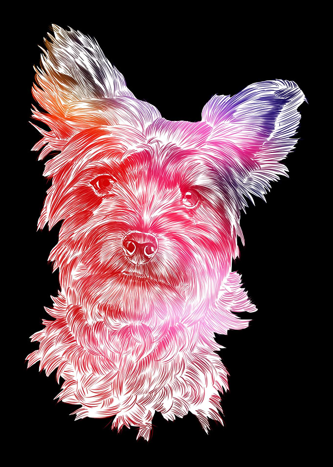 Yorkshire Terrier Dog