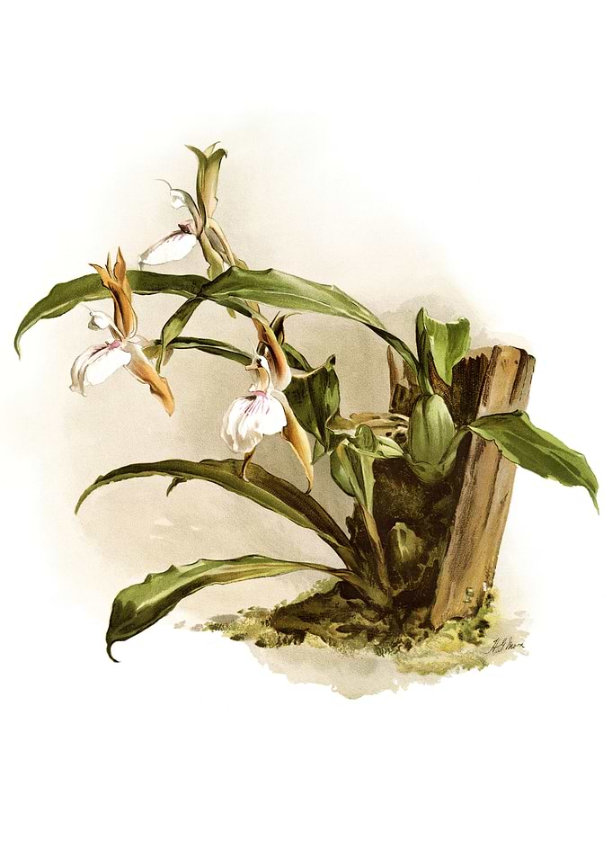 The LipLike Zygosepalum