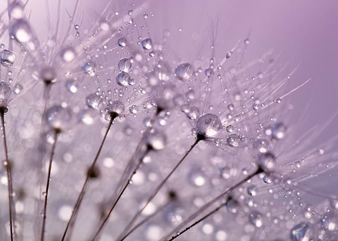 Dewdrops On Dandelions