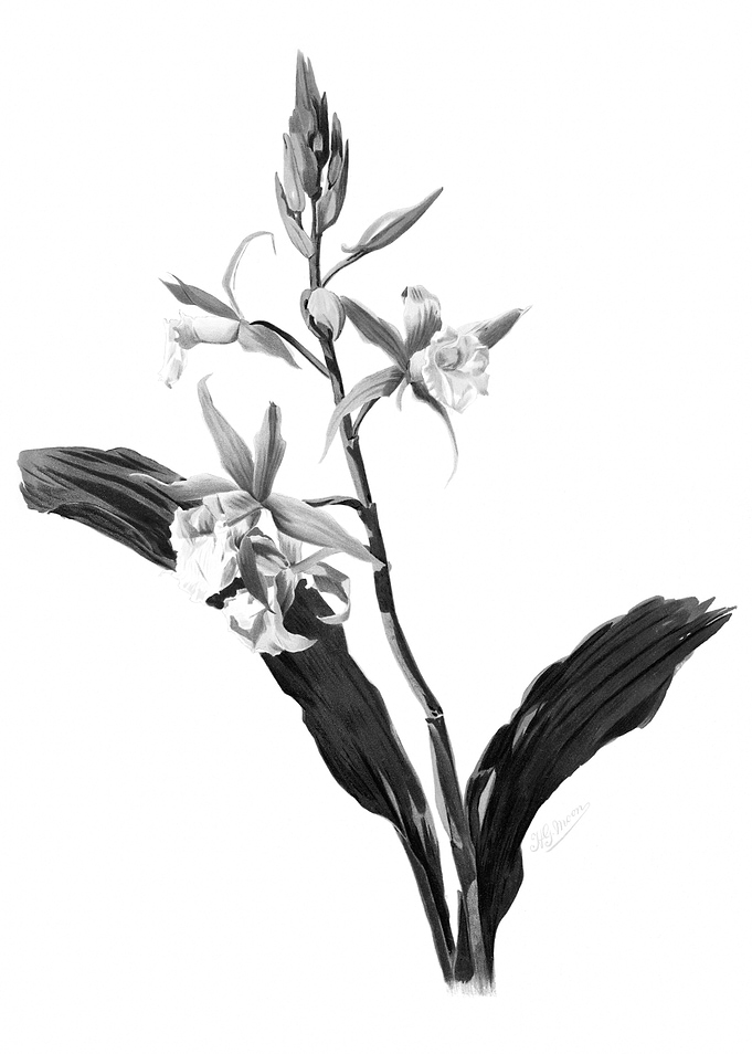 Orchids 1894 Black White