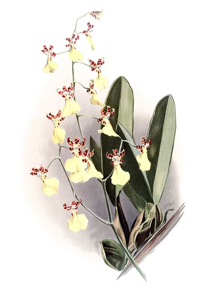 Oncidium Splendidum