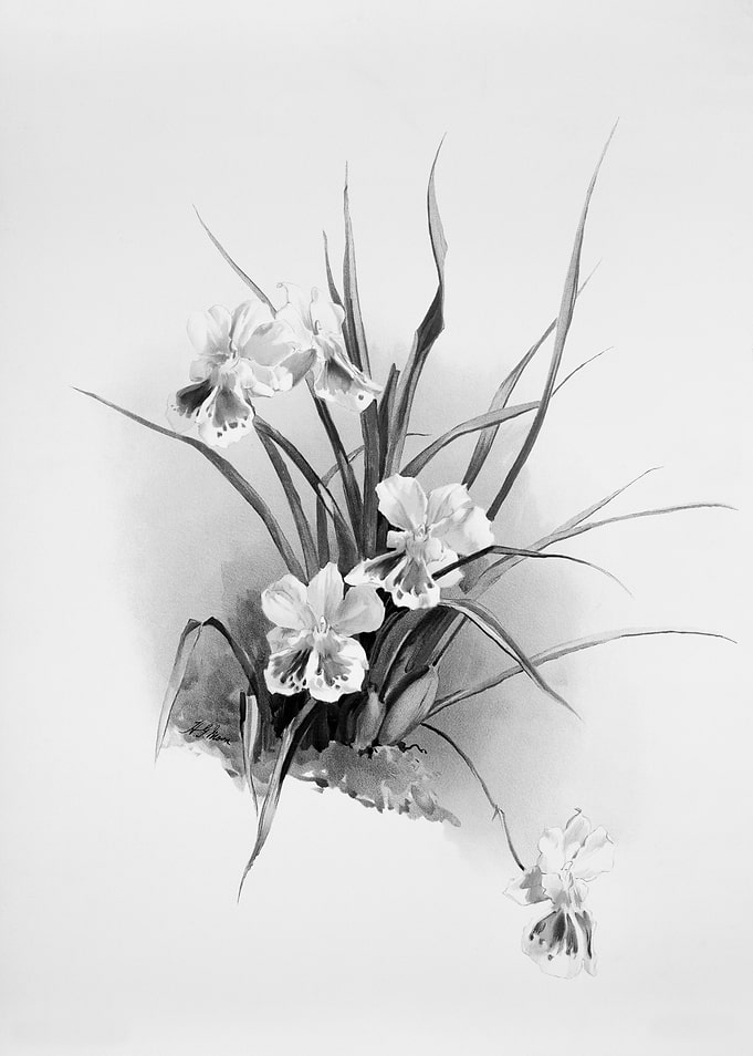 Orchids 1894 Black White