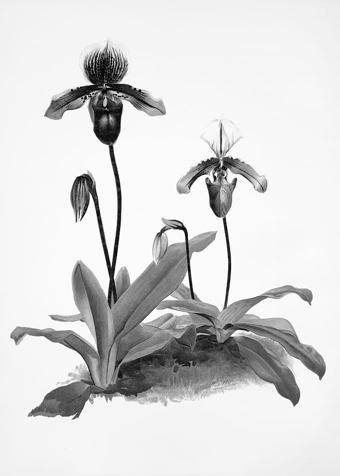 Orchids 1894 Black White