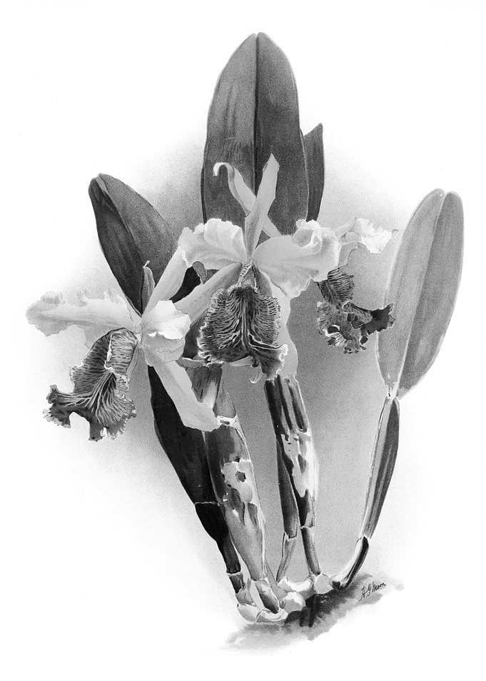 Orchids 1894 Black White