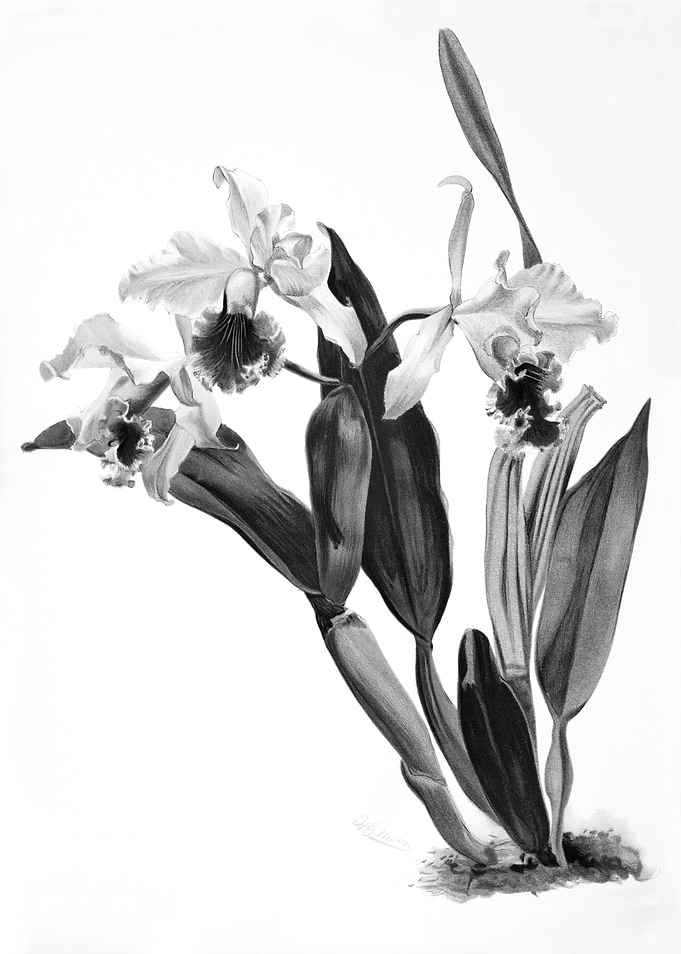 Orchids 1894 Black White