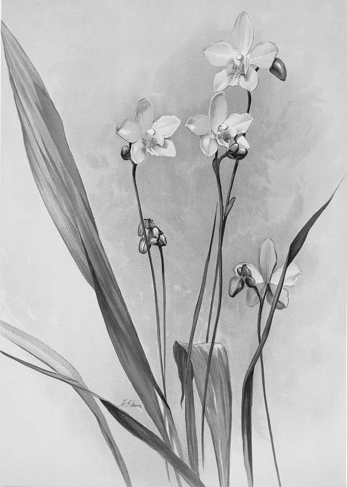 Orchids 1894 Black White