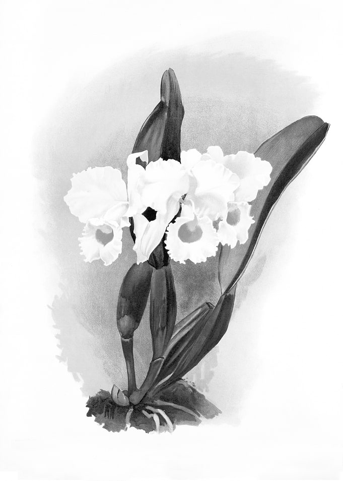 Orchids 1894 Black White