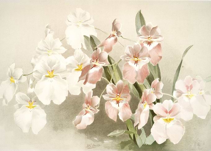 Odontoglossum Vexillarium