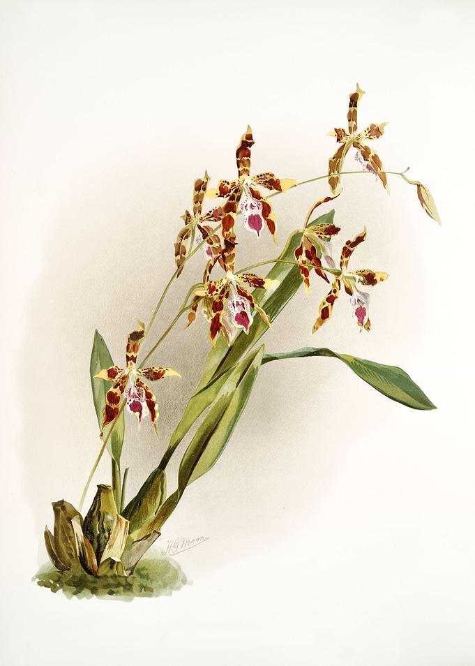 Odontoglossum Wattianum