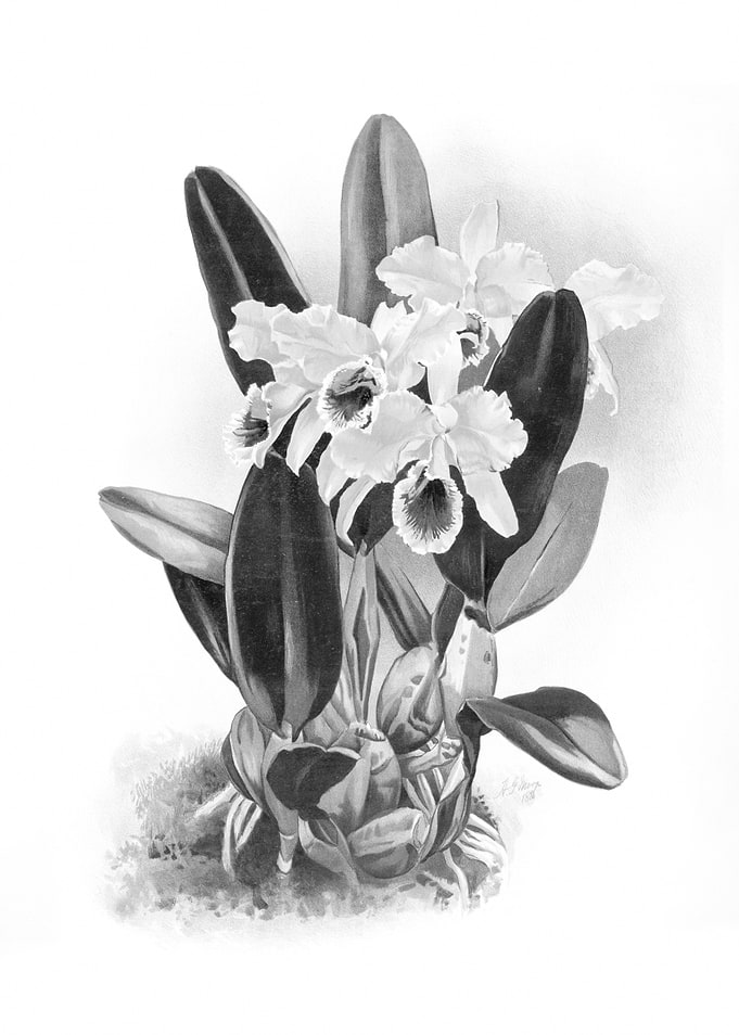 Orchids 1894 Black White