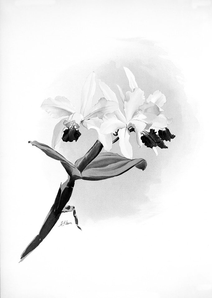 Orchids 1894 Black White