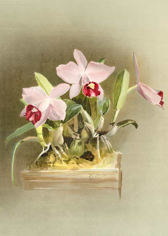 Laelia Praestans