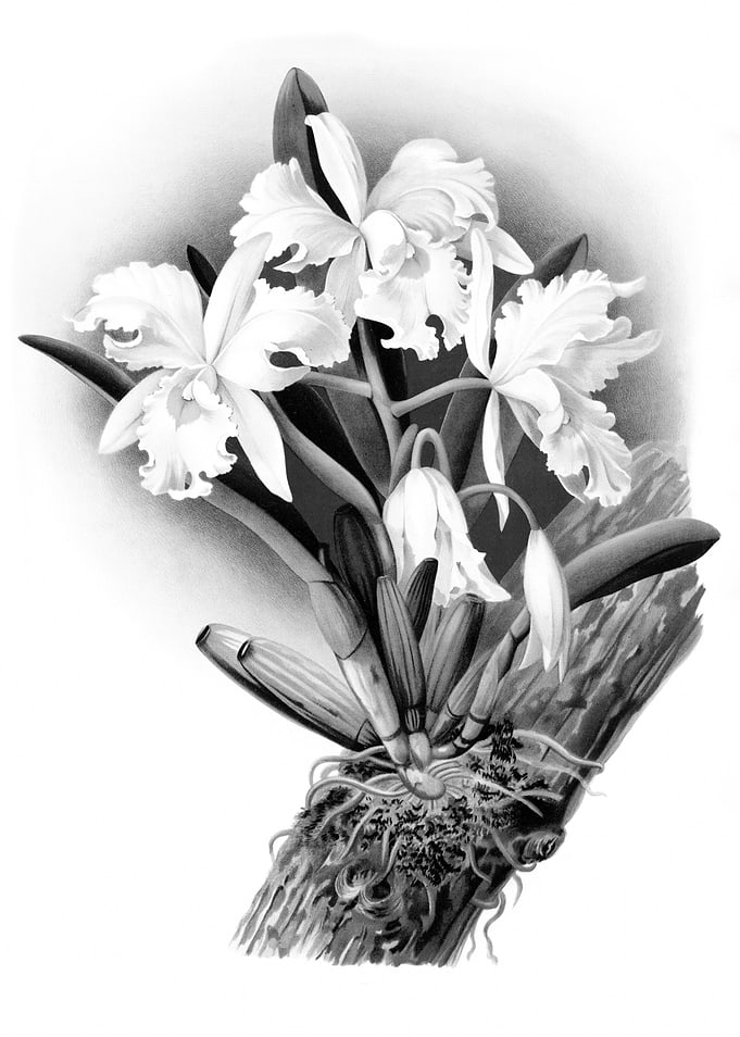 Orchids 1894 Black White