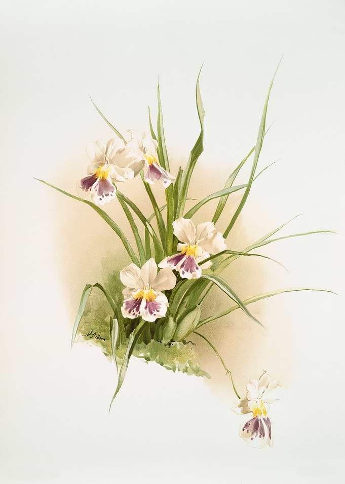 Miltonia Phalaenopsis