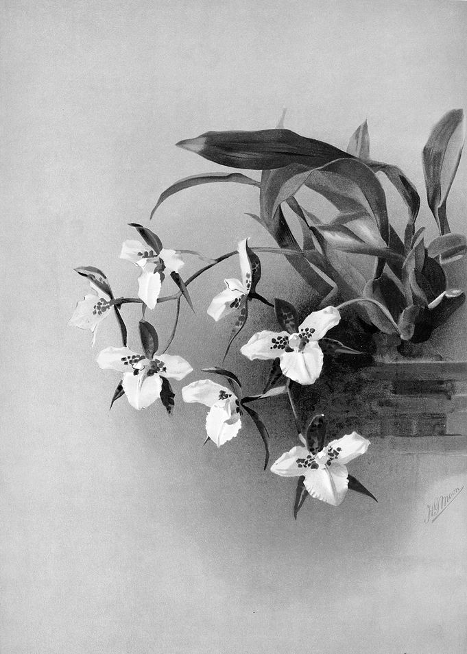 Orchids 1894 Black White