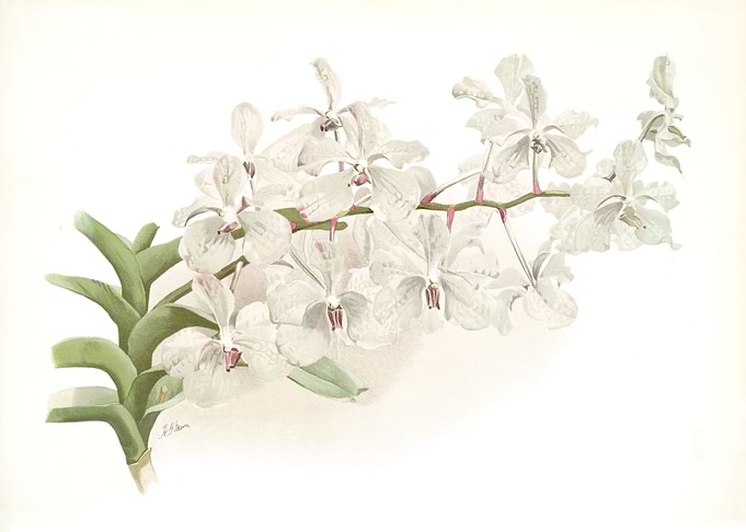Vanda Ccerulea