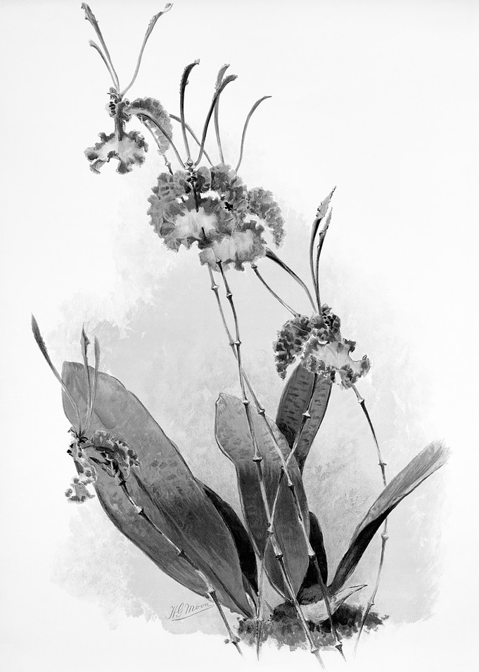 Orchids 1894 Black White