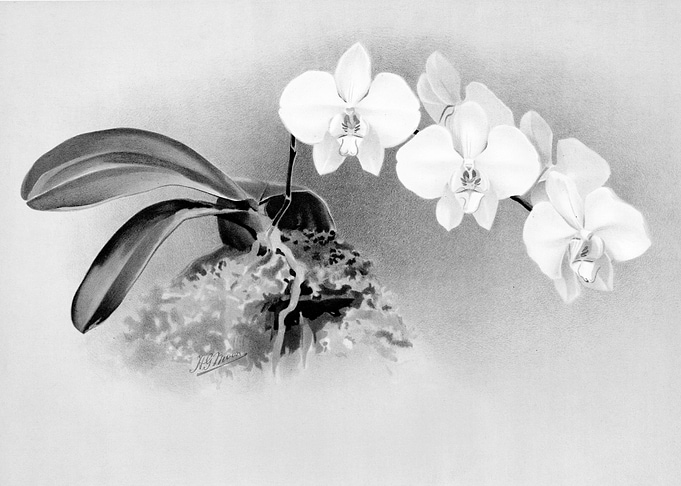 Orchids 1894 Black White