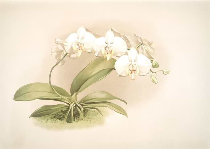 Phalaenopsis Grandiflora