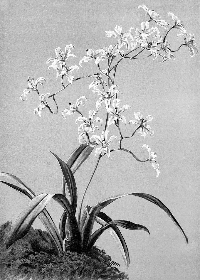 Orchids 1894 Black White