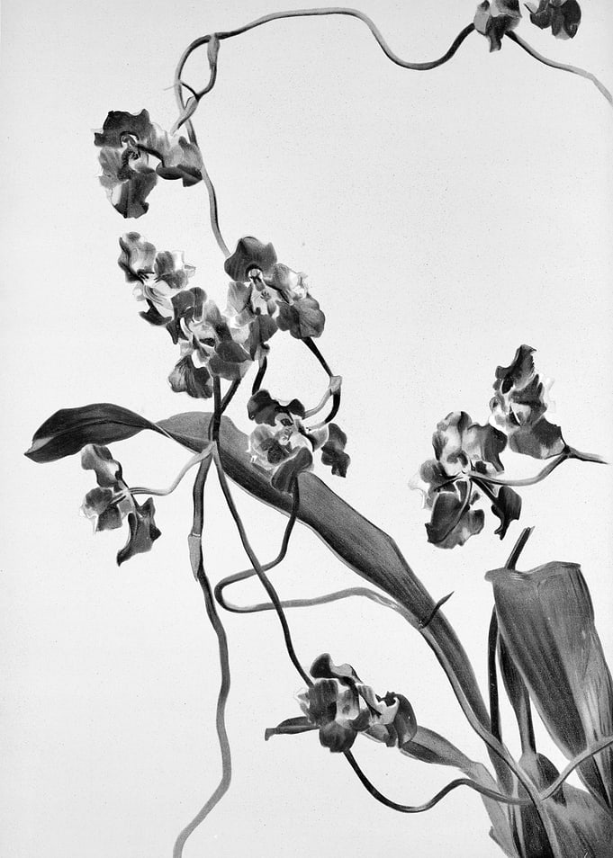Orchids 1894 Black White