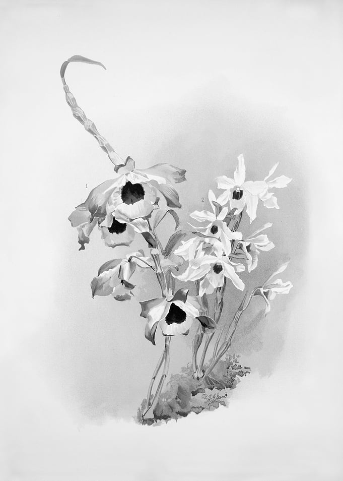 Orchids 1894 Black White
