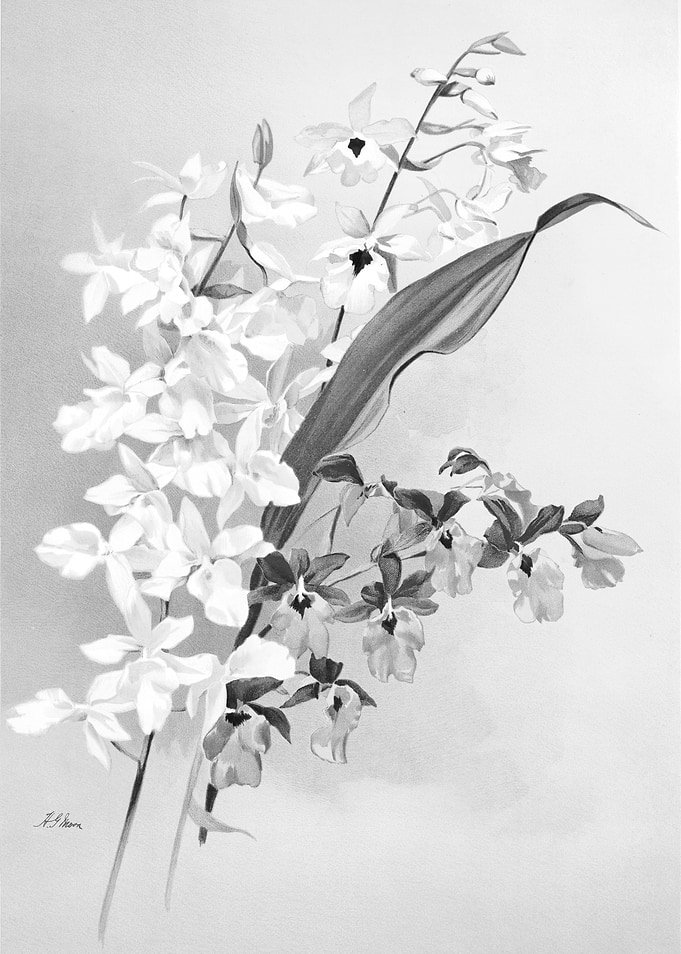 Orchids 1894 Black White