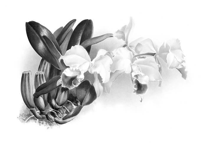 Orchids 1894 Black White