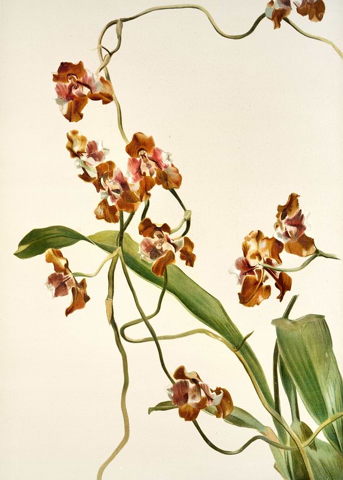 Oncidium Superbiens