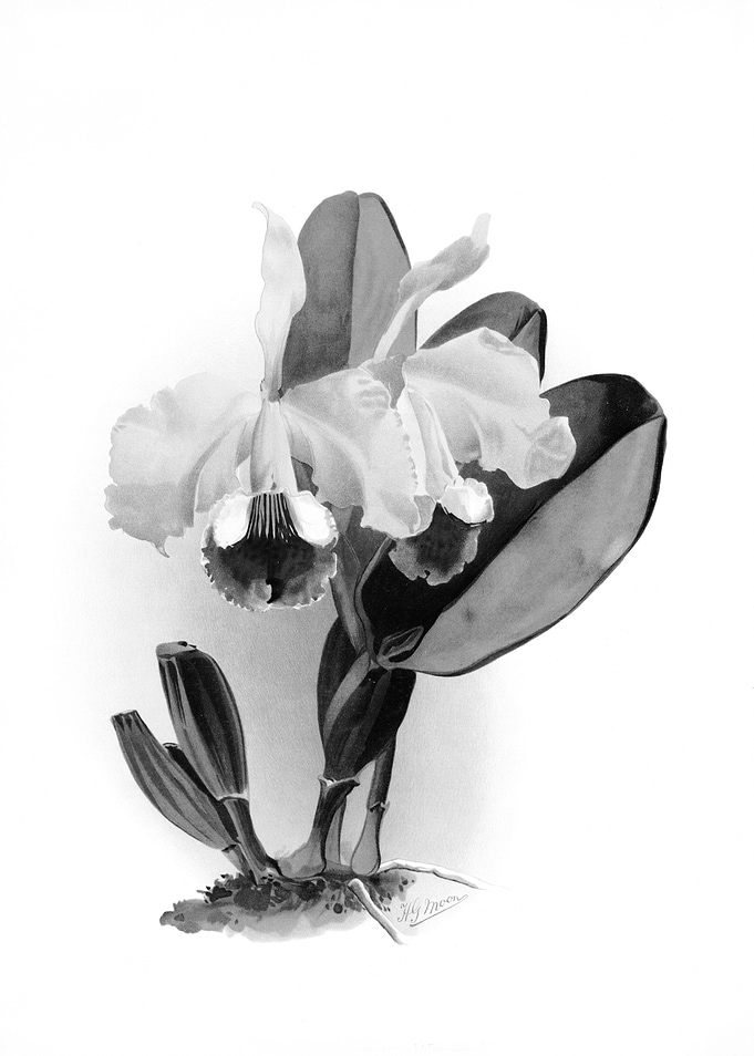 Orchids 1894 Black White