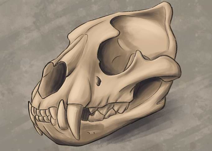 Lion skull 3 4th