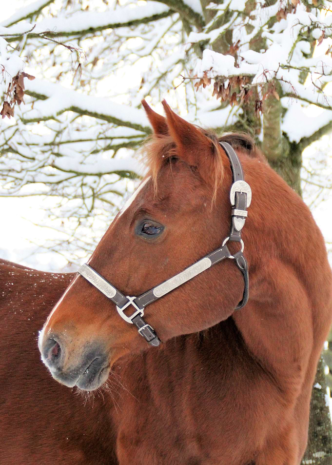 Snow Horse