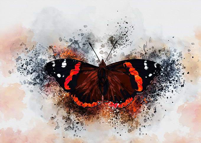 Red Admiral Butterfly