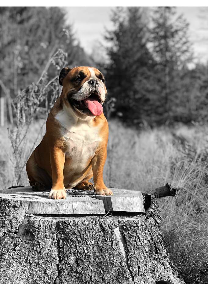 Bulldog Nature