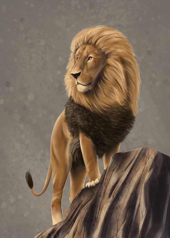 Male lion on watch